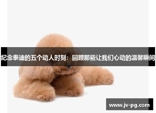 纪念泰迪的五个动人时刻:回顾那些让我们心动的温馨瞬间 纪念泰迪的五个动人时刻:回顾那些让我们心动的温馨瞬间